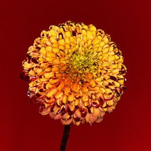 你听操女警嫩逼
